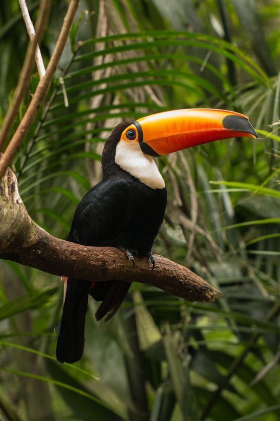 Tucan en una rama mirando a la fauna