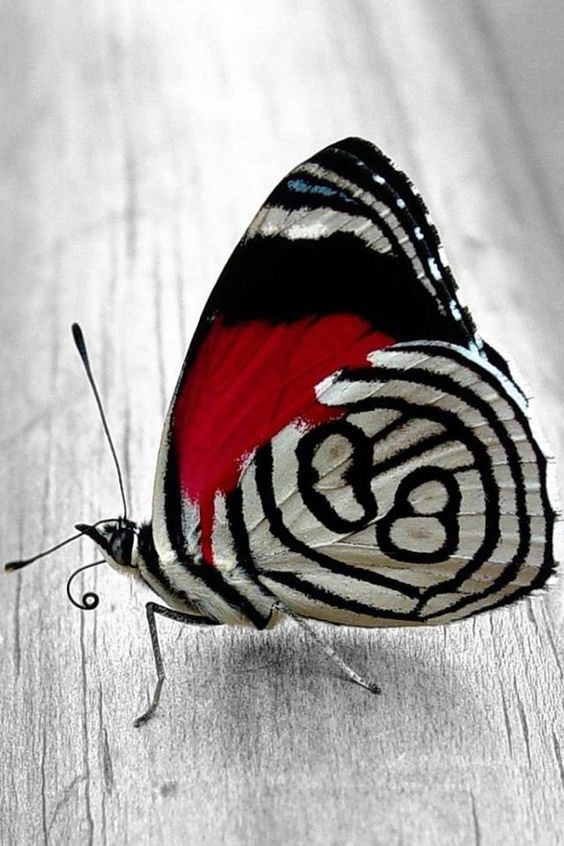 mariposa 88 posando y mirando hacia arriba
