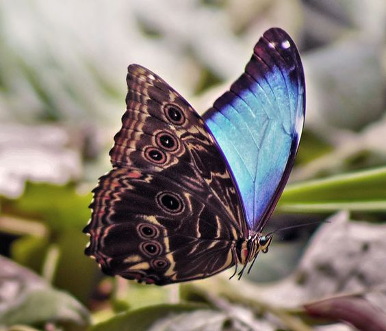Mariposa azul mirando y volando